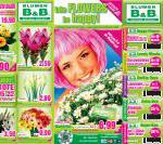 Blumen B&B Katalog in Wien | Angebote Prospekt | 26.4.2022 - 3.5.2022