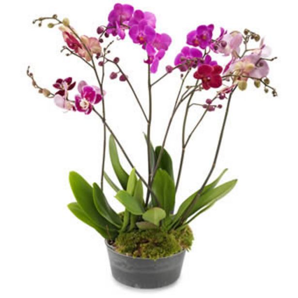 Atemberaubende Orchideen für 45,99€