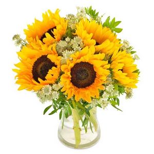 Sonnige Sonnenblumen für 36,99€ in Euroflorist