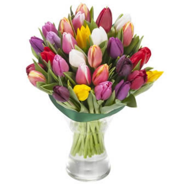 Farbspiel der Tulpen für 30,99€