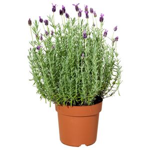 Pflanze für 5,99€ in IKEA