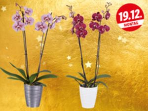 Orchidee 2-Trieber in Keramiktopf für 7,99€ in Lidl