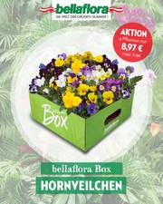 Angebote von Bellaflora | 4 Pflanzen  nur 8,97€. | 2.3.2023 - 31.3.2023