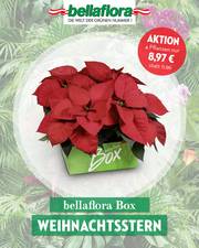 Angebote von Bellaflora |  4 Pflanzen nur 8,97€. | 1.11.2022 - 30.11.2022